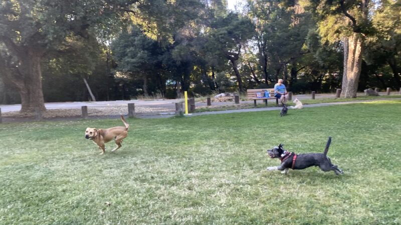 Doyle Community Park - Santa Rosa, CA