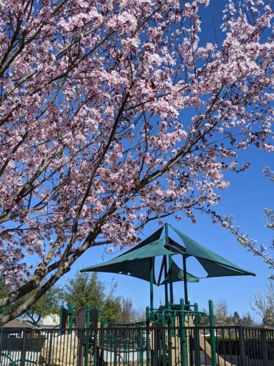 Harvest Park - Santa Rosa, CA