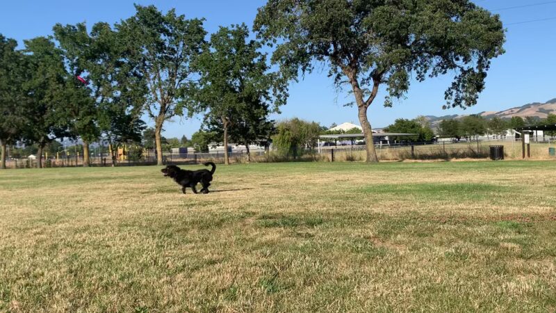 Southwest Community Park - Santa Rosa, CA