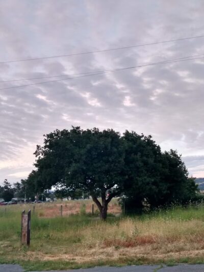 Southwest Community Park - Santa Rosa, CA