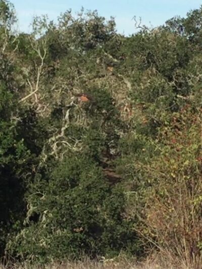 Taylor Mountain Regional Park - Santa Rosa, CA