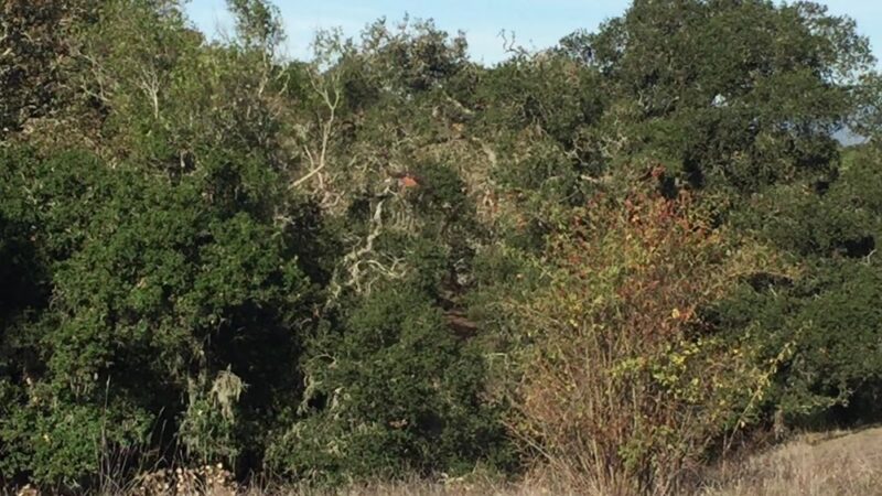 Taylor Mountain Regional Park - Santa Rosa, CA