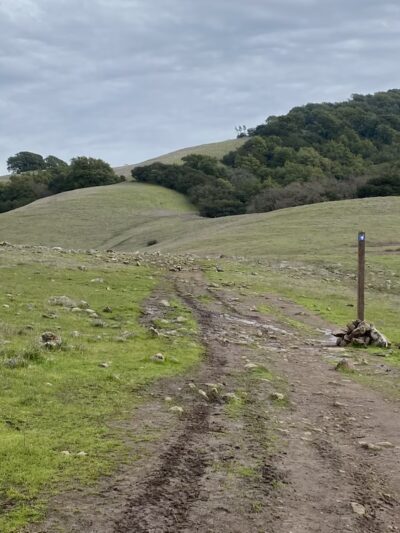 Taylor Mountain Regional Park - Santa Rosa, CA