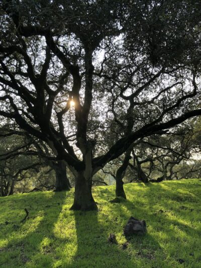 Taylor Mountain Regional Park - Santa Rosa, CA
