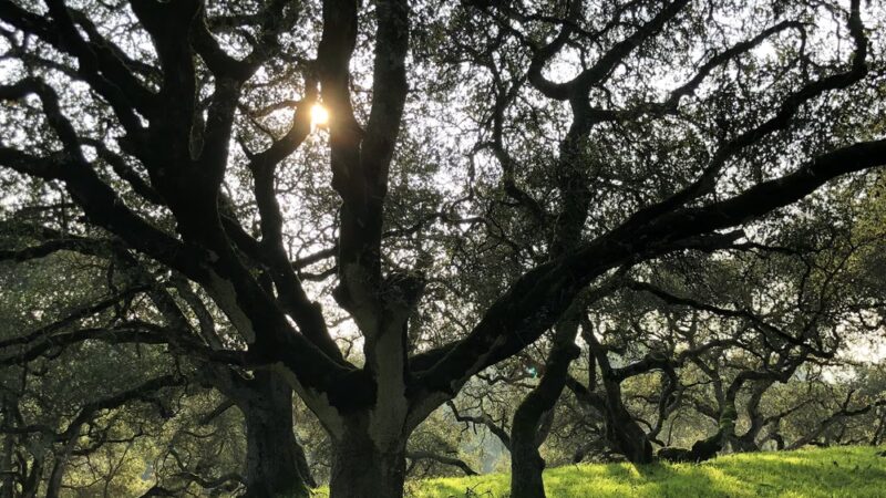 Taylor Mountain Regional Park - Santa Rosa, CA