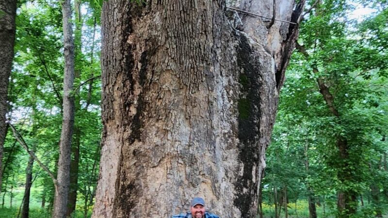 Minnie Ha Ha Park - Sappington, MO