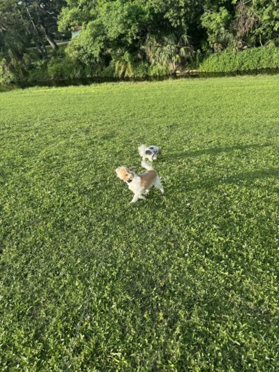 McArthur Park - Sarasota, FL