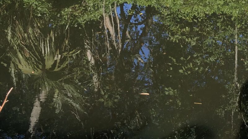 McArthur Park - Sarasota, FL