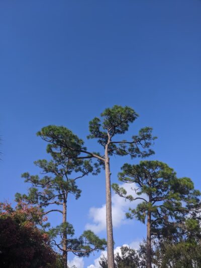 Red Rock Park - Sarasota, FL