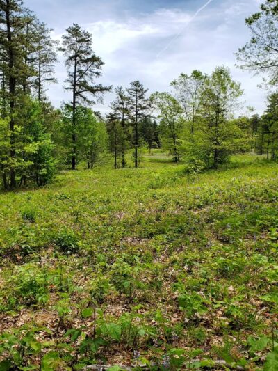 NYS DEC Old Gick Parcel of Wilton Wildlife Preserve & Park - Saratoga Springs, NY