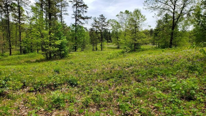 NYS DEC Old Gick Parcel of Wilton Wildlife Preserve & Park - Saratoga Springs, NY