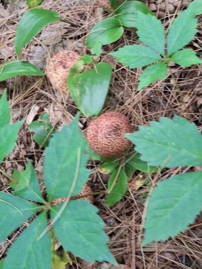 NYS DEC Old Gick Parcel of Wilton Wildlife Preserve & Park - Saratoga Springs, NY