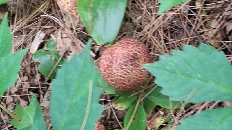 NYS DEC Old Gick Parcel of Wilton Wildlife Preserve & Park - Saratoga Springs, NY