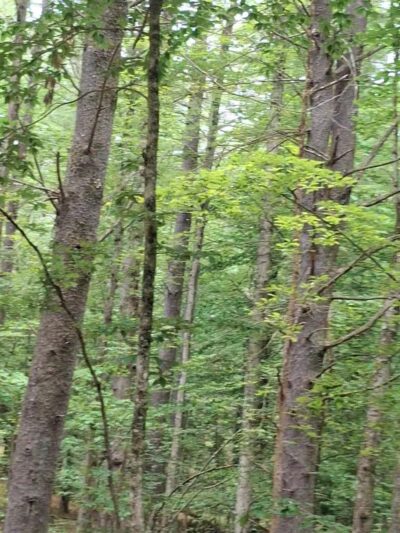Saratoga County Kalabus Perry Trails - Saratoga Springs, NY