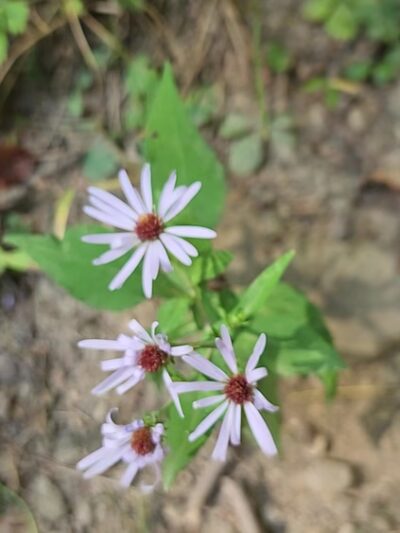 Todd Nature Reserve - Sarver, PA