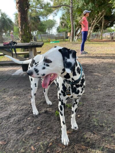 Satellite Beach Dog Park - Satellite Beach, FL