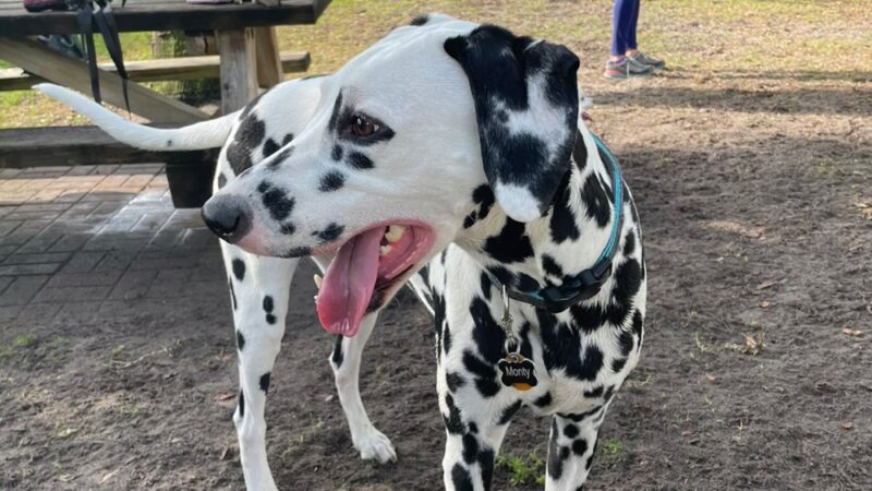 Satellite Beach Dog Park - Satellite Beach, FL