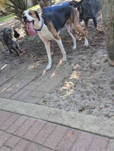 Satellite Beach Dog Park - Satellite Beach, FL