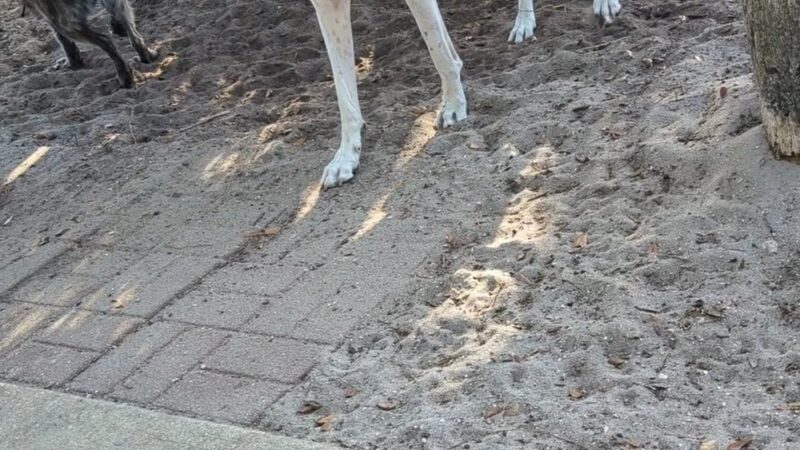 Satellite Beach Dog Park - Satellite Beach, FL
