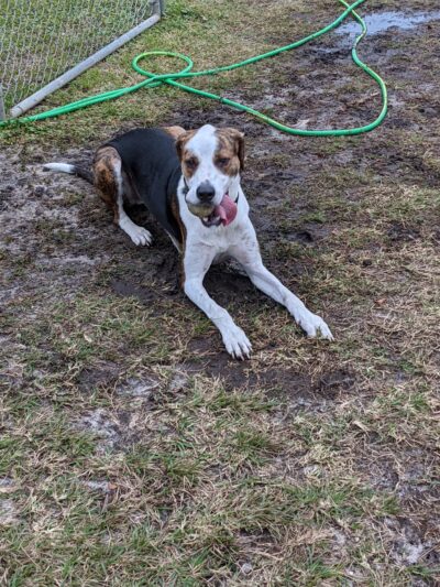 Satellite Beach Dog Park - Satellite Beach, FL