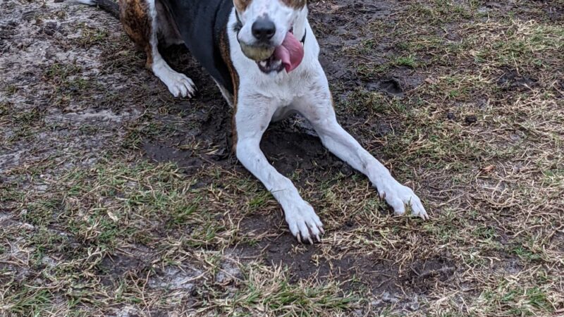 Satellite Beach Dog Park - Satellite Beach, FL