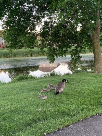 Prairie Lane Park - Sauk Rapids, MN