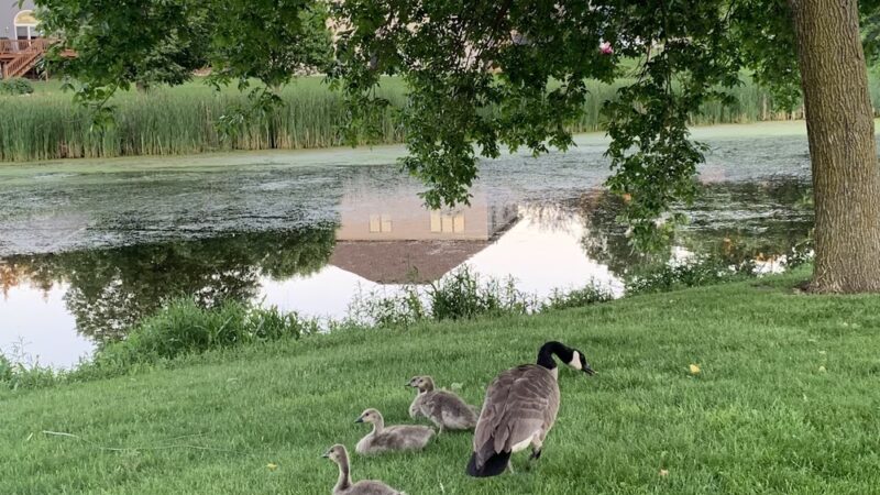Prairie Lane Park - Sauk Rapids, MN