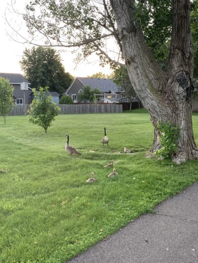 Prairie Lane Park - Sauk Rapids, MN