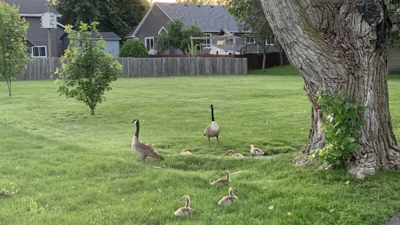 Prairie Lane Park - Sauk Rapids, MN