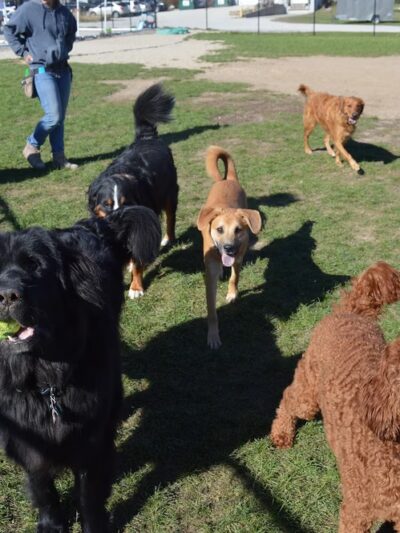 Dawgs in Motion LLC - Saukville, WI