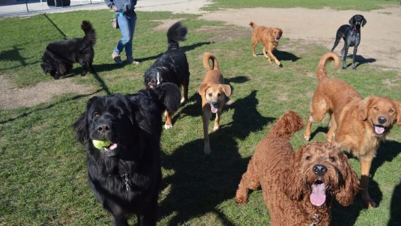 Dawgs in Motion LLC - Saukville, WI