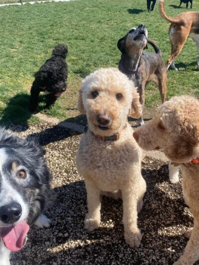 Dawgs in Motion LLC - Saukville, WI