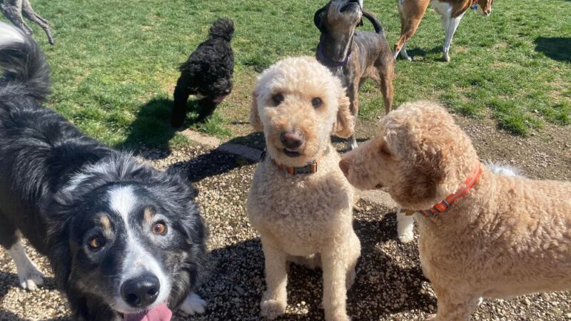 Dawgs in Motion LLC - Saukville, WI