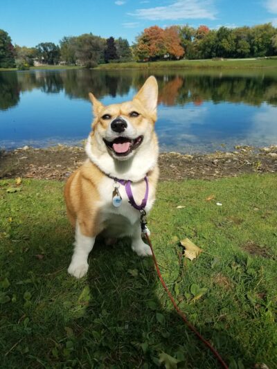 Dawgs in Motion LLC - Saukville, WI