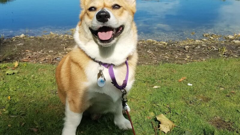 Dawgs in Motion LLC - Saukville, WI