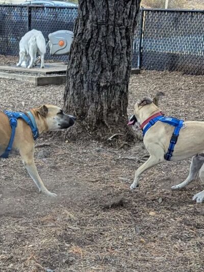 Remington Dog Park - Sausalito, CA