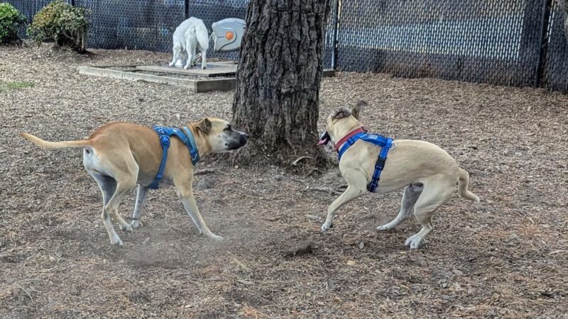 Remington Dog Park - Sausalito, CA