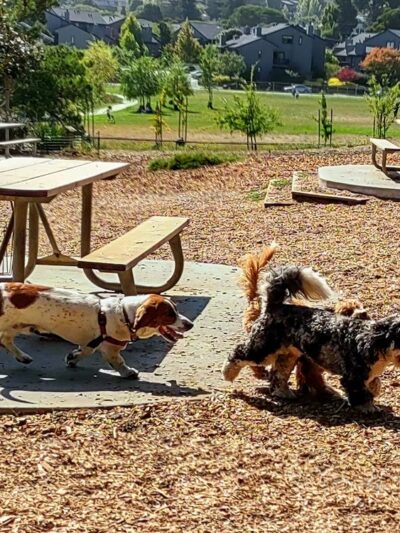 Remington Dog Park - Sausalito, CA