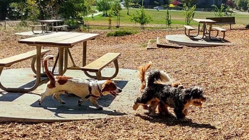 Remington Dog Park - Sausalito, CA