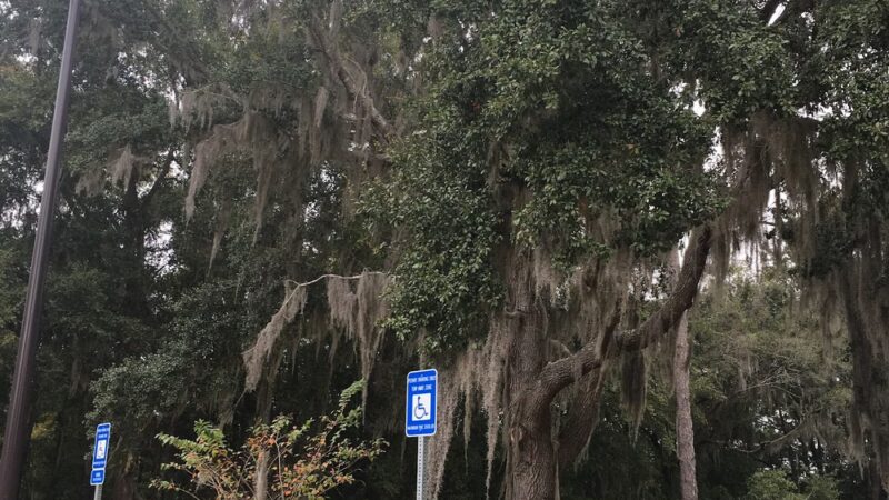 Mohawk Lake - Savannah, GA