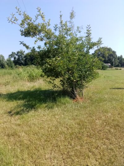Hope's 36 Acre Unfenced Private Dog Park In Sawyerville AL - Sawyerville, AL