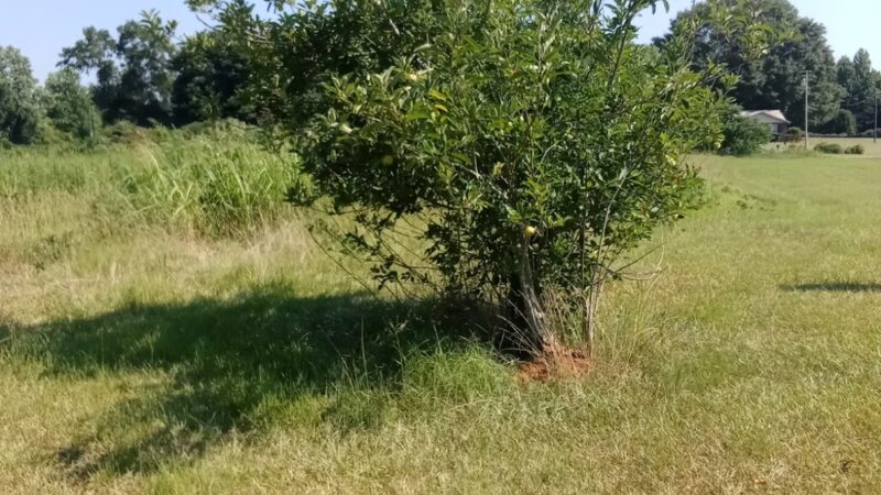 Hope's 36 Acre Unfenced Private Dog Park In Sawyerville AL - Sawyerville, AL