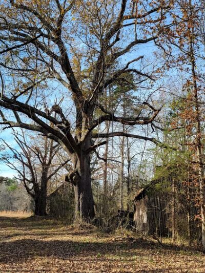 Charlotte State Forest Trail head - Saxe, VA