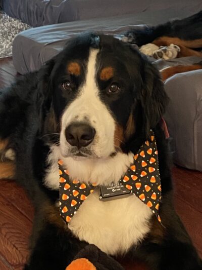 Saxonburg Kennels, LLC - Saxonburg, PA