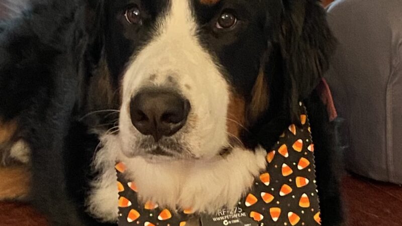 Saxonburg Kennels, LLC - Saxonburg, PA