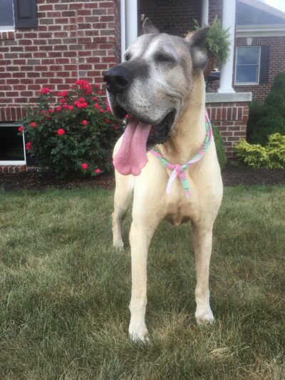 Saxonburg Kennels, LLC - Saxonburg, PA