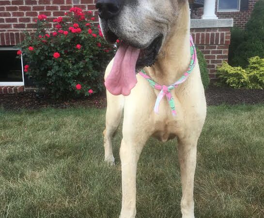 Saxonburg Kennels, LLC - Saxonburg, PA