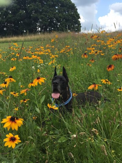 Saxonburg Kennels, LLC - Saxonburg, PA