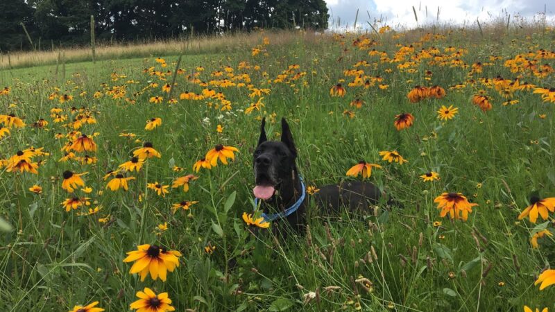 Saxonburg Kennels, LLC - Saxonburg, PA