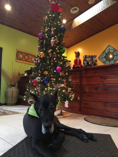 Saxonburg Kennels, LLC - Saxonburg, PA